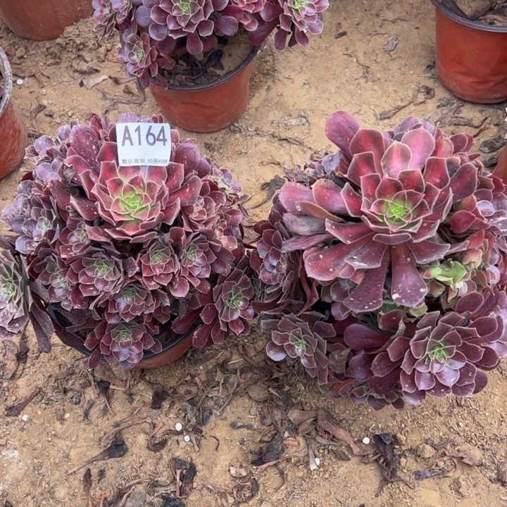 花哪2颗多肉植物164.