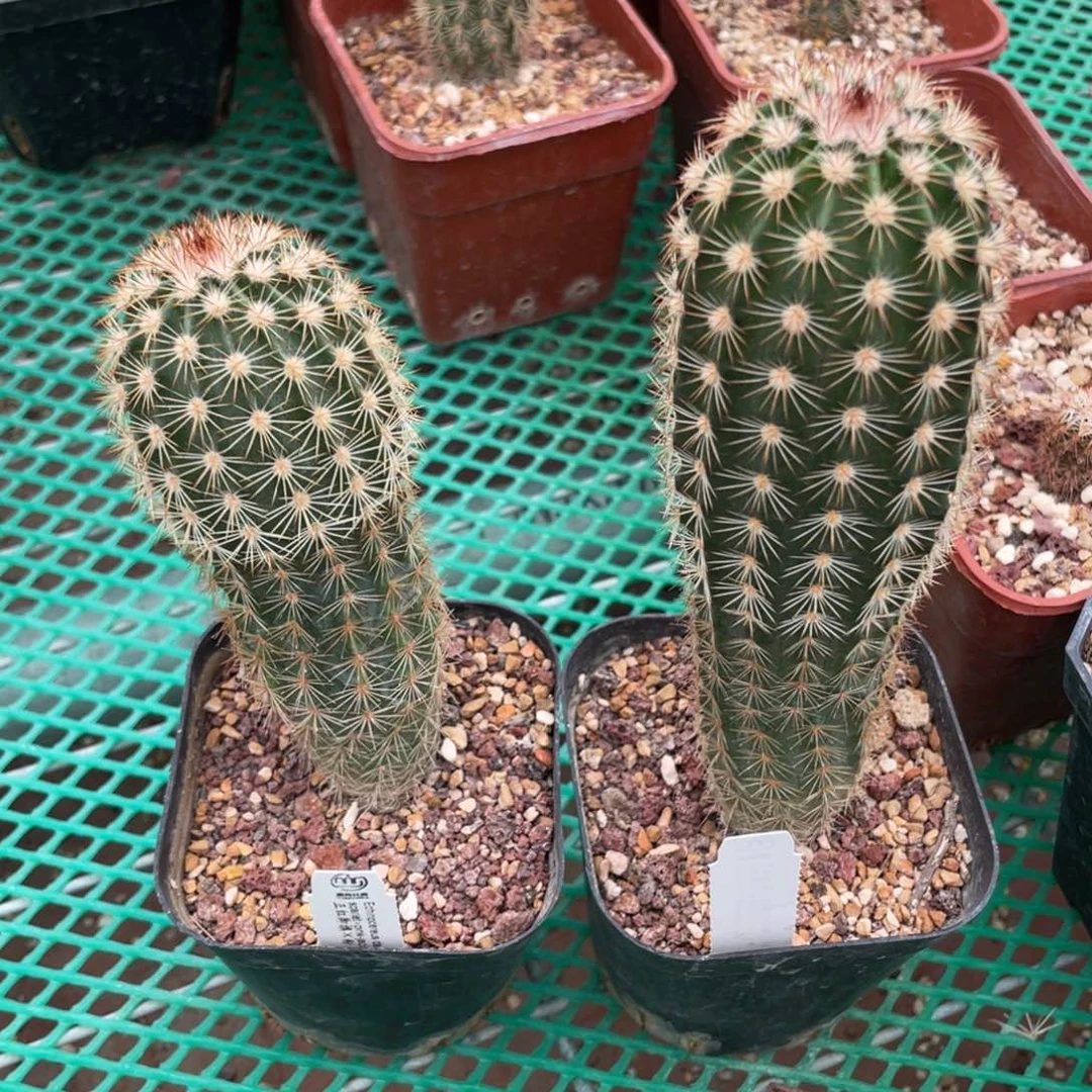 鹿角柱实生仙人球正红御旗粉橘红御旗