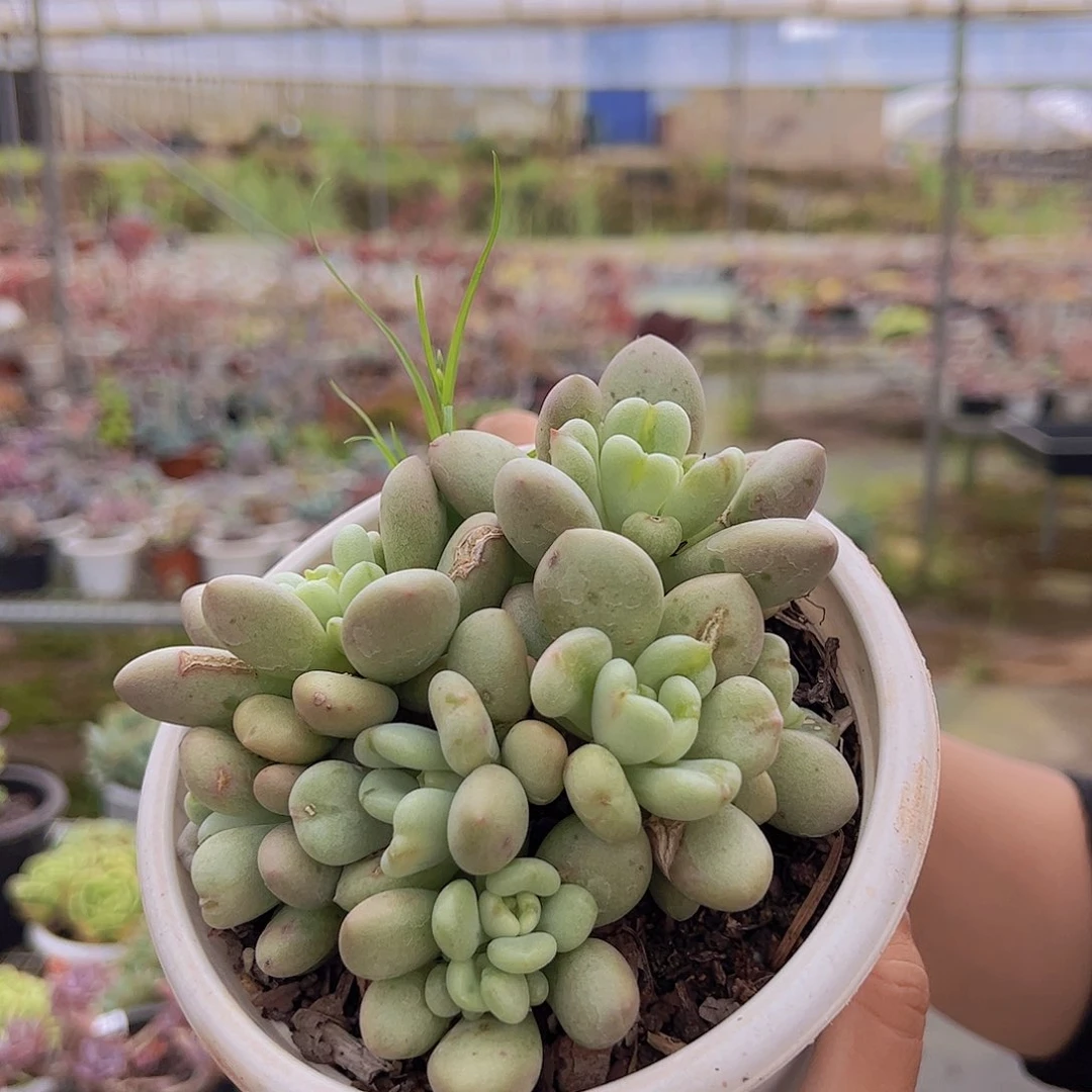 比尔盖茨 多肉植物