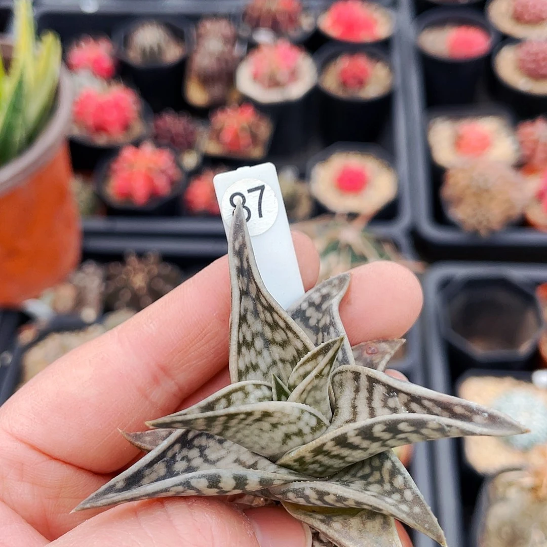 用****?非偏远地区满25包邮仙人球