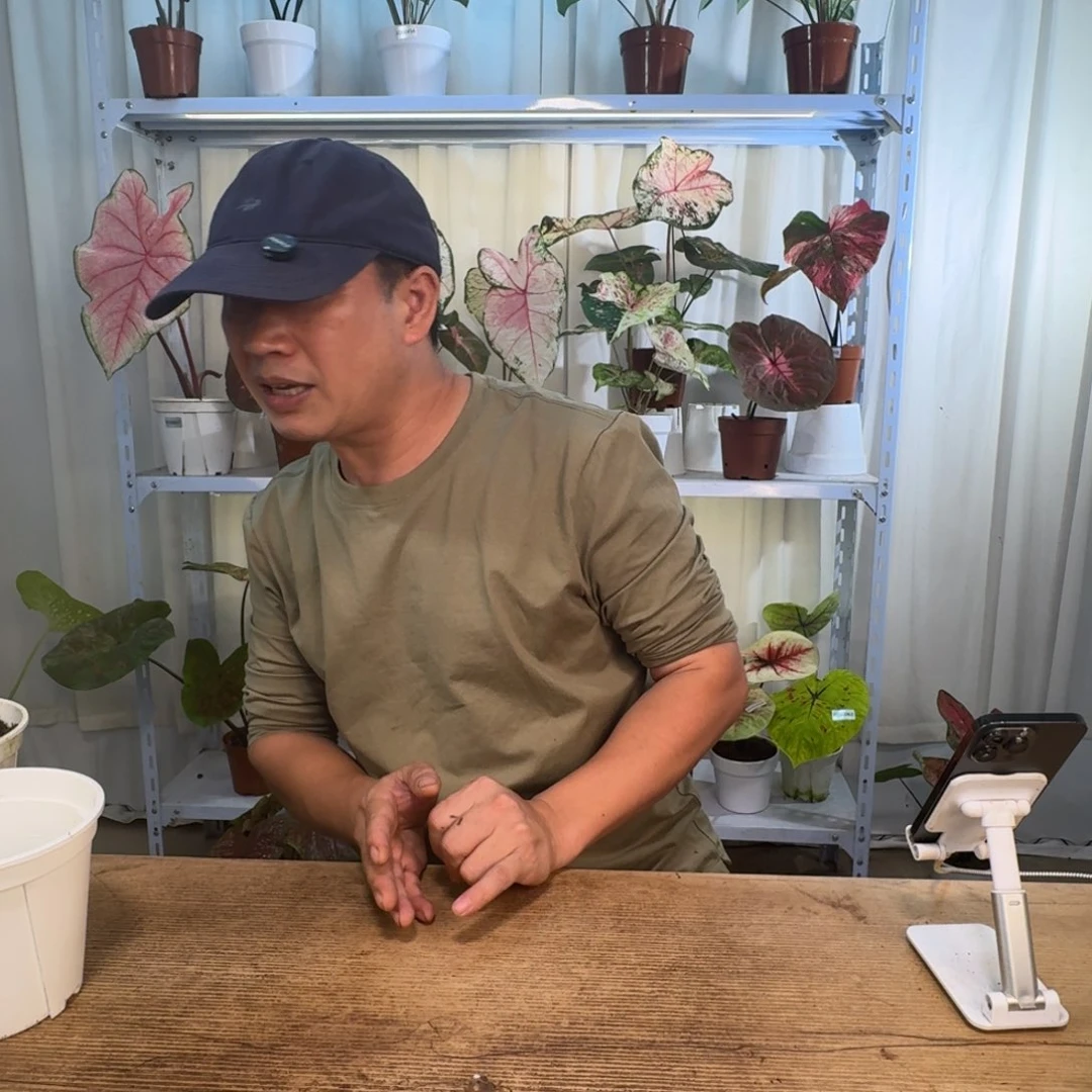 无花朵盲球 3个   4-6公分