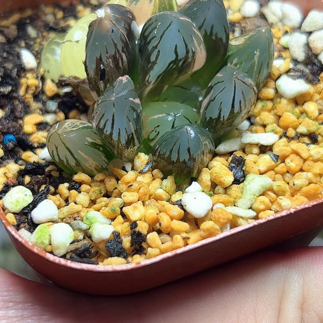 黑葡萄锦十二卷多肉