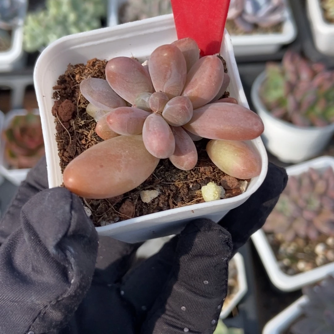 982红手指多肉植物