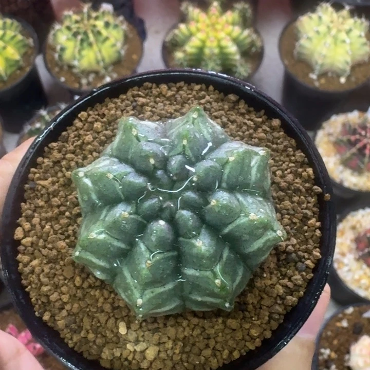 福利多多梦想捡漏