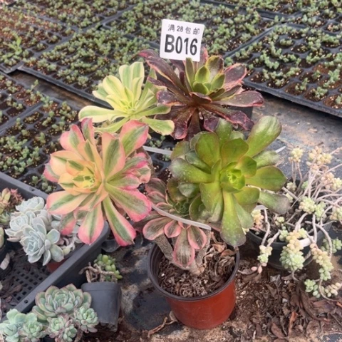 016嫁接不包断枝