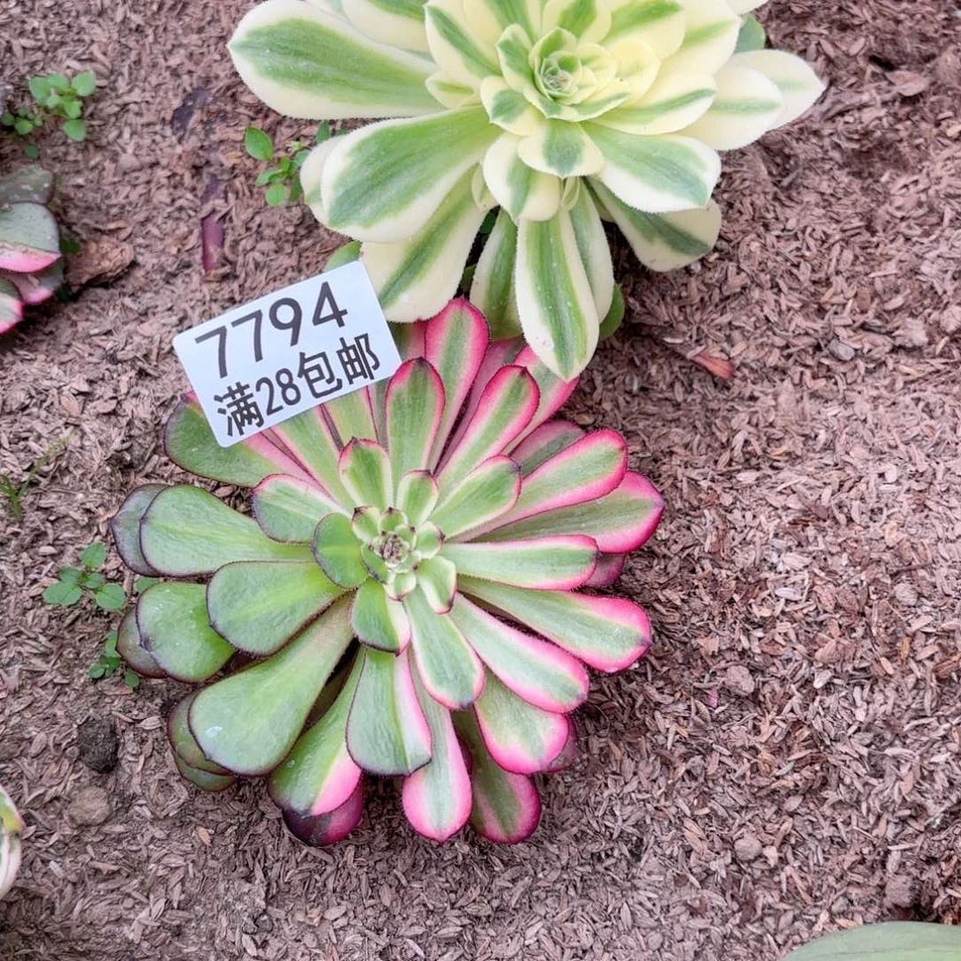 C7794 月蝉花脸两颗