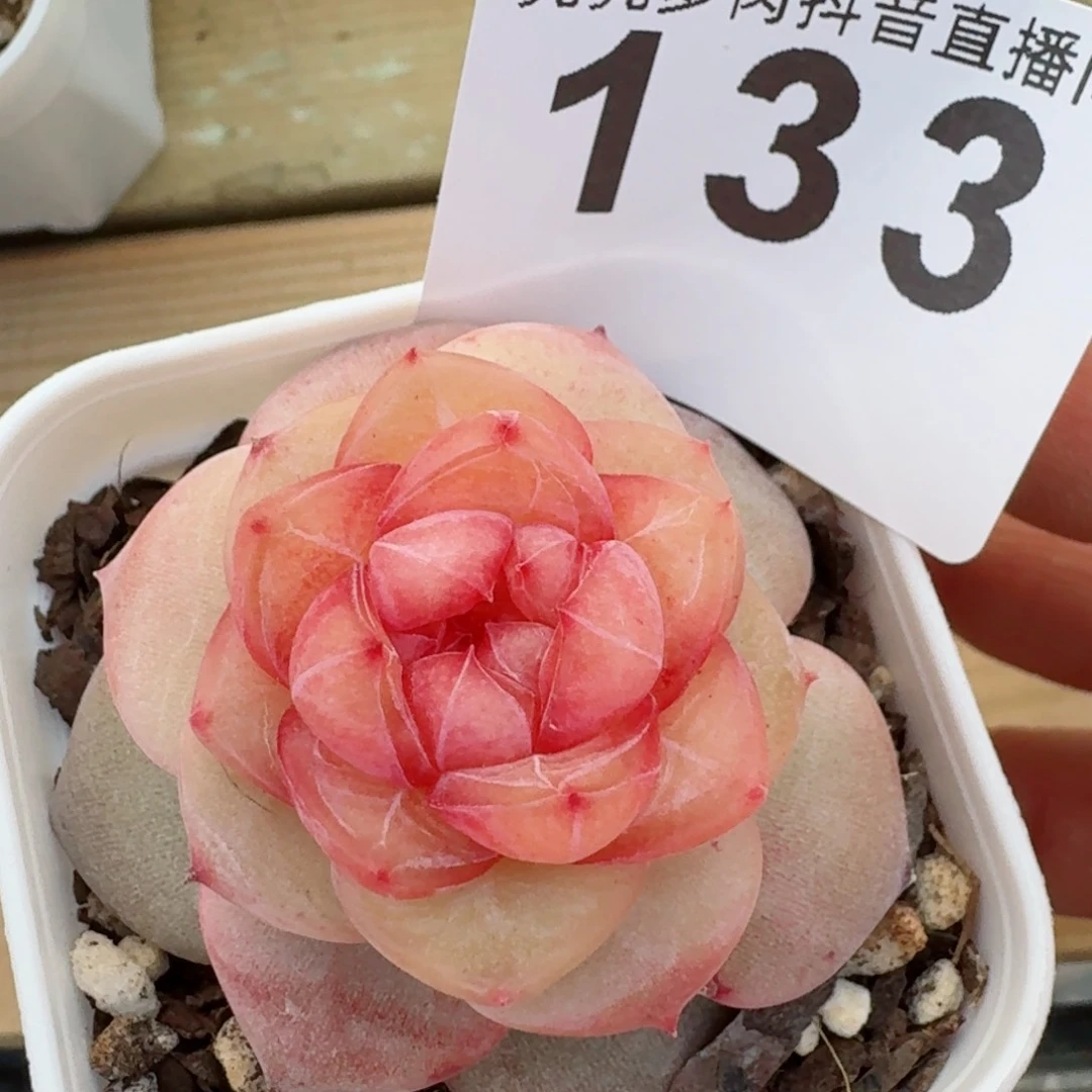 孤品捡漏珍妮         精品多肉