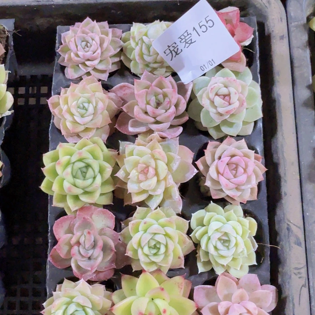 直播福利一物一拍155