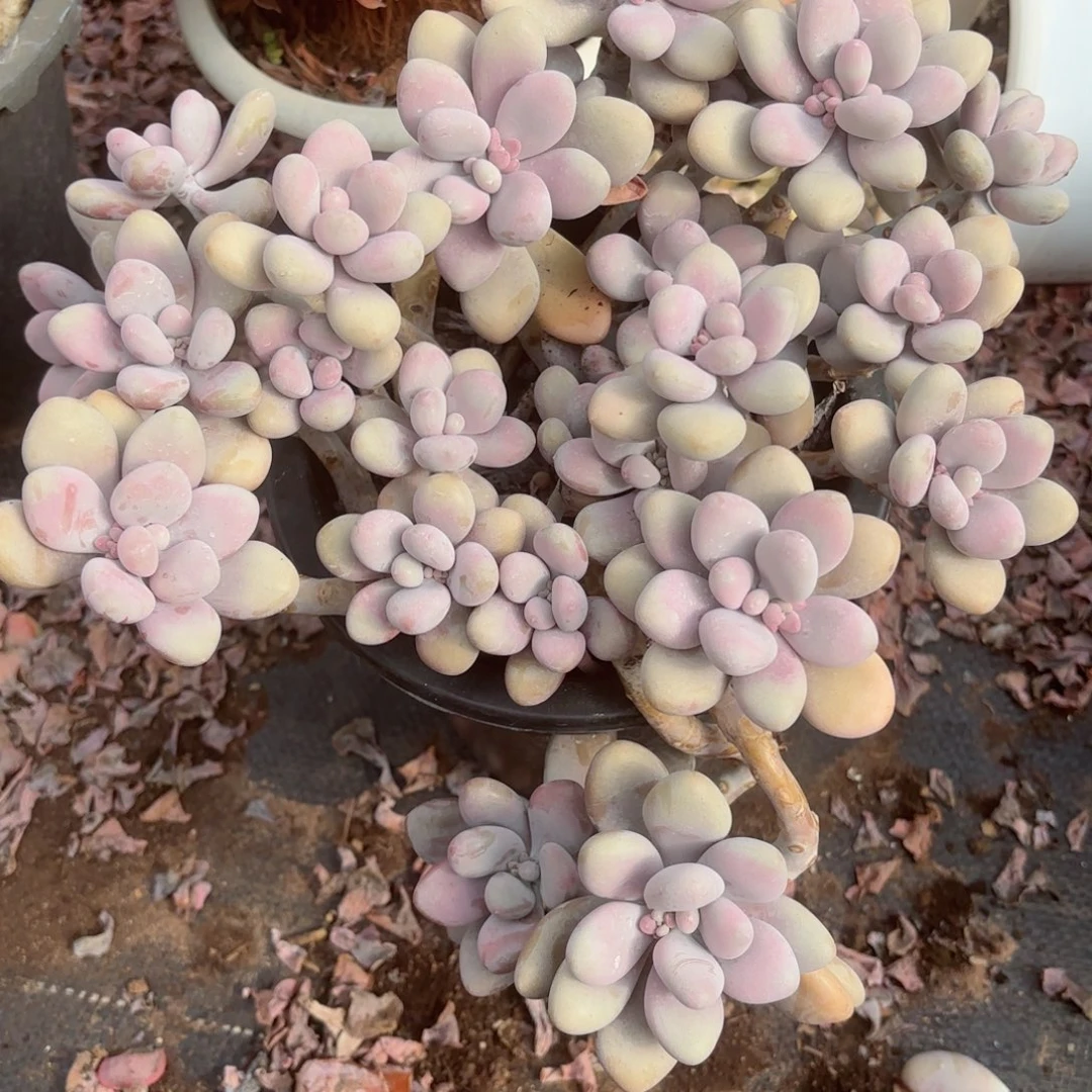 瑶**桃蛋30-10。