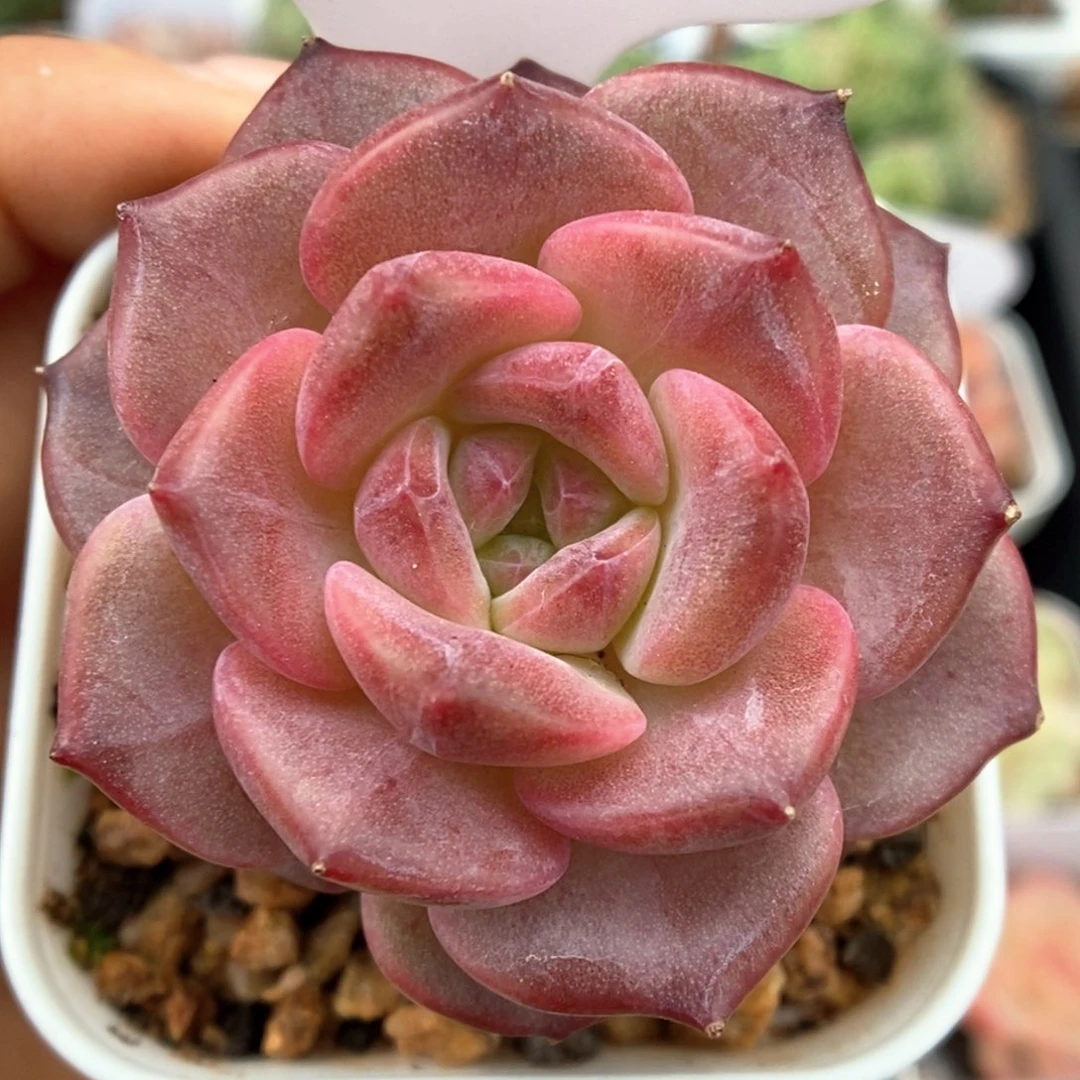 糖心琥珀可拍561号。