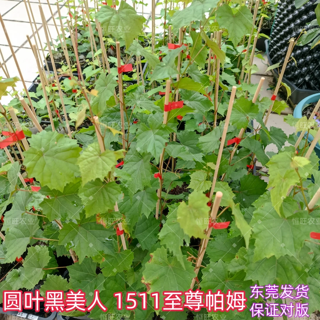 圆叶黑美人 1511 至尊 帕姆 微红莓 欧麦