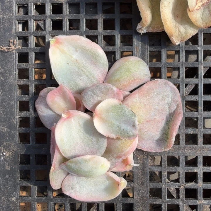 一颗红锦可爱玫瑰锦叶片