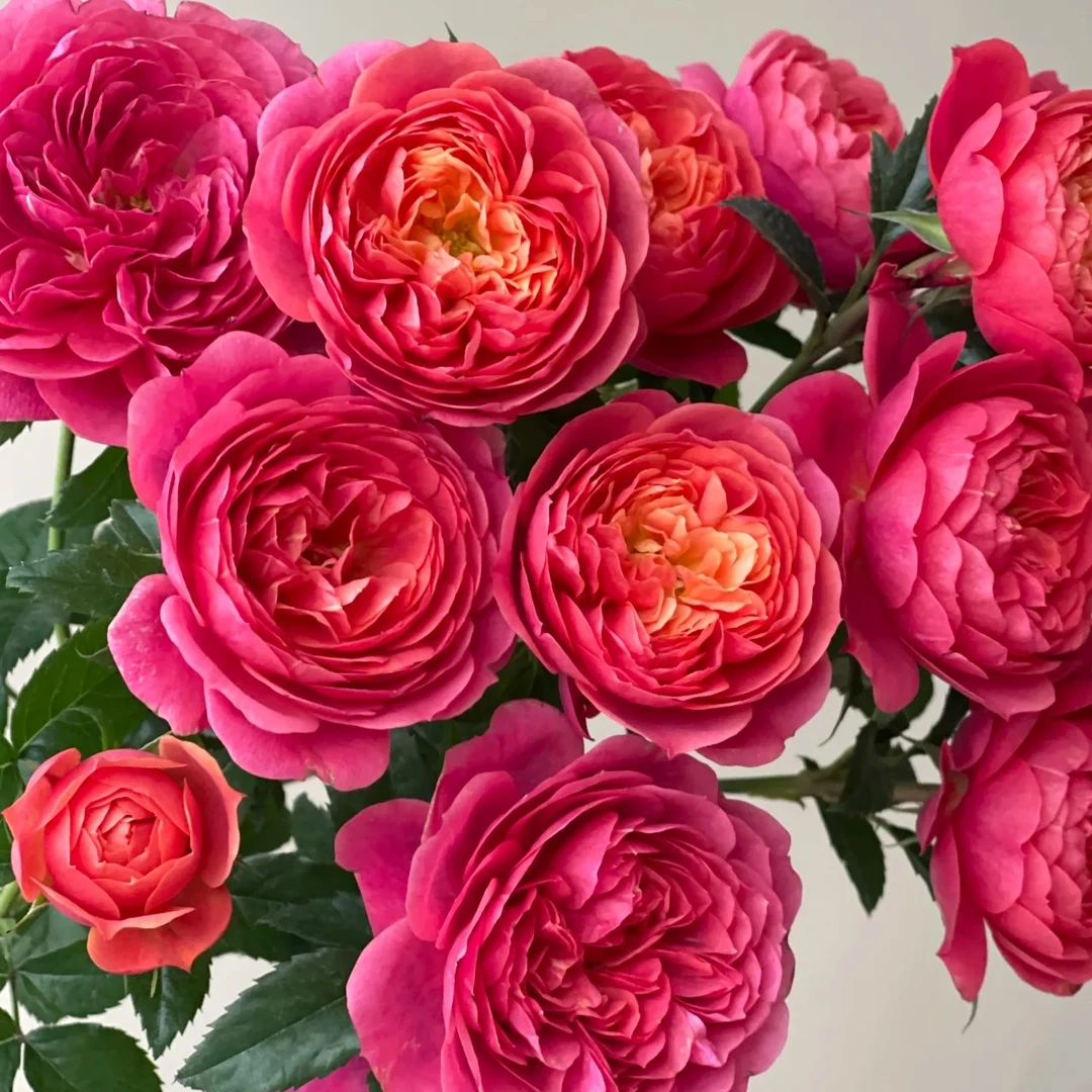 【1颗包邮】绝色果汁中苗新品 果汁芽变 阳台灌木勤花 庭院地栽好养