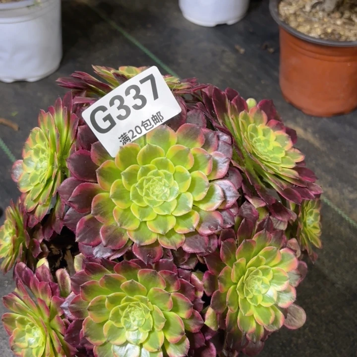 瑞妈多肉园艺337