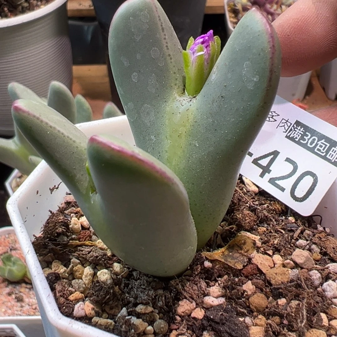 多肉植物111111111111