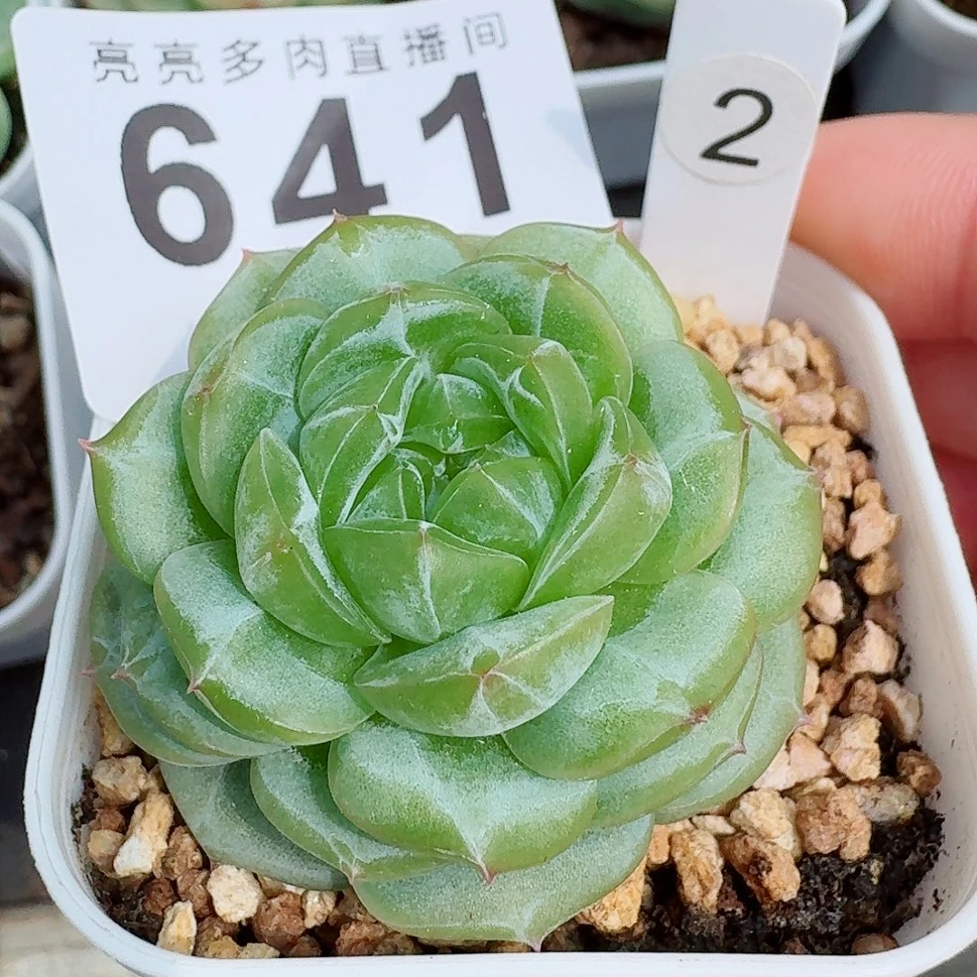 绿体珍妮            精美多肉植物