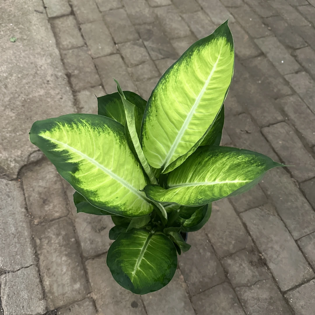 玛丽安万年青水培大苗高颜值清新绿植适合办公室桌面