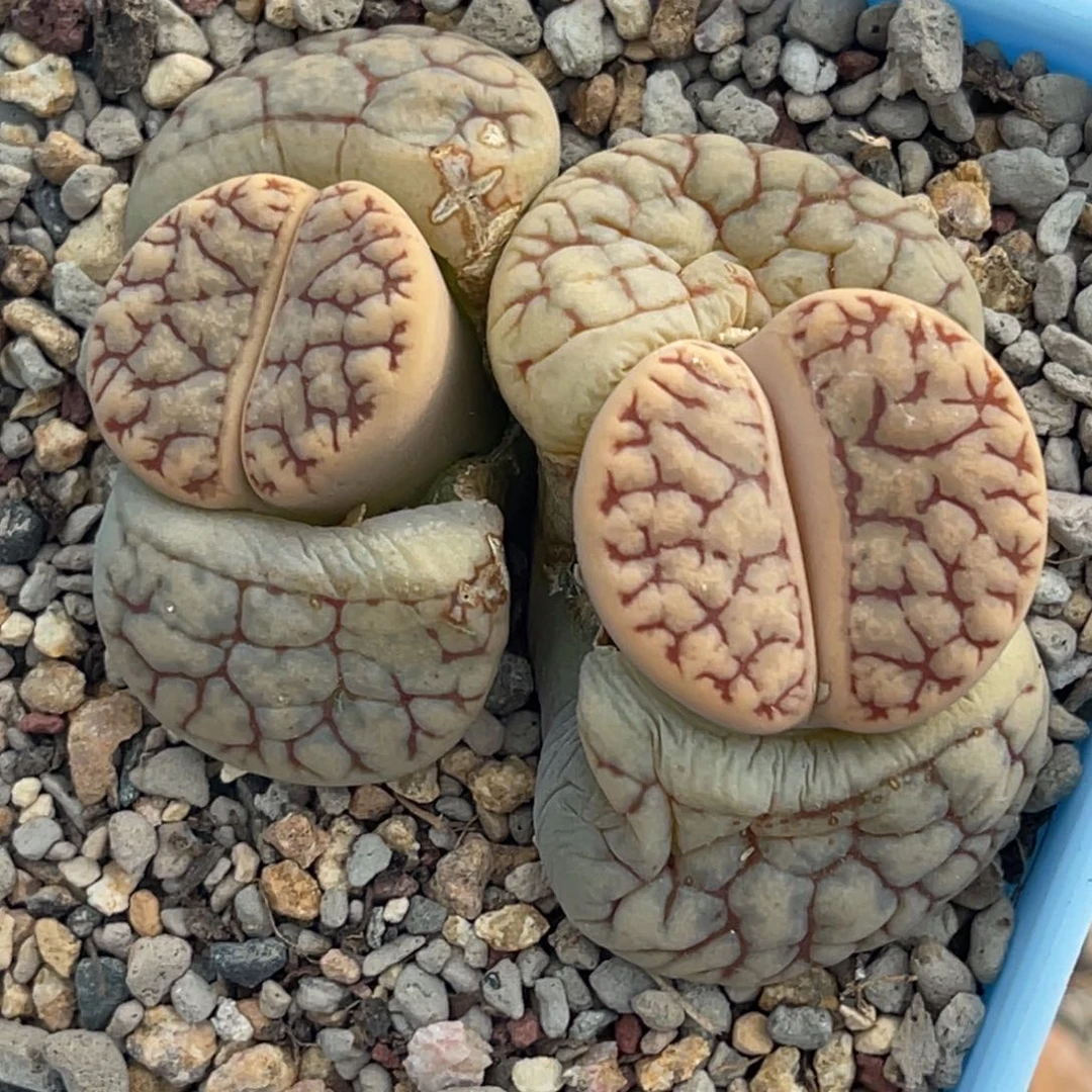 6530双头红纹舞岚一颗