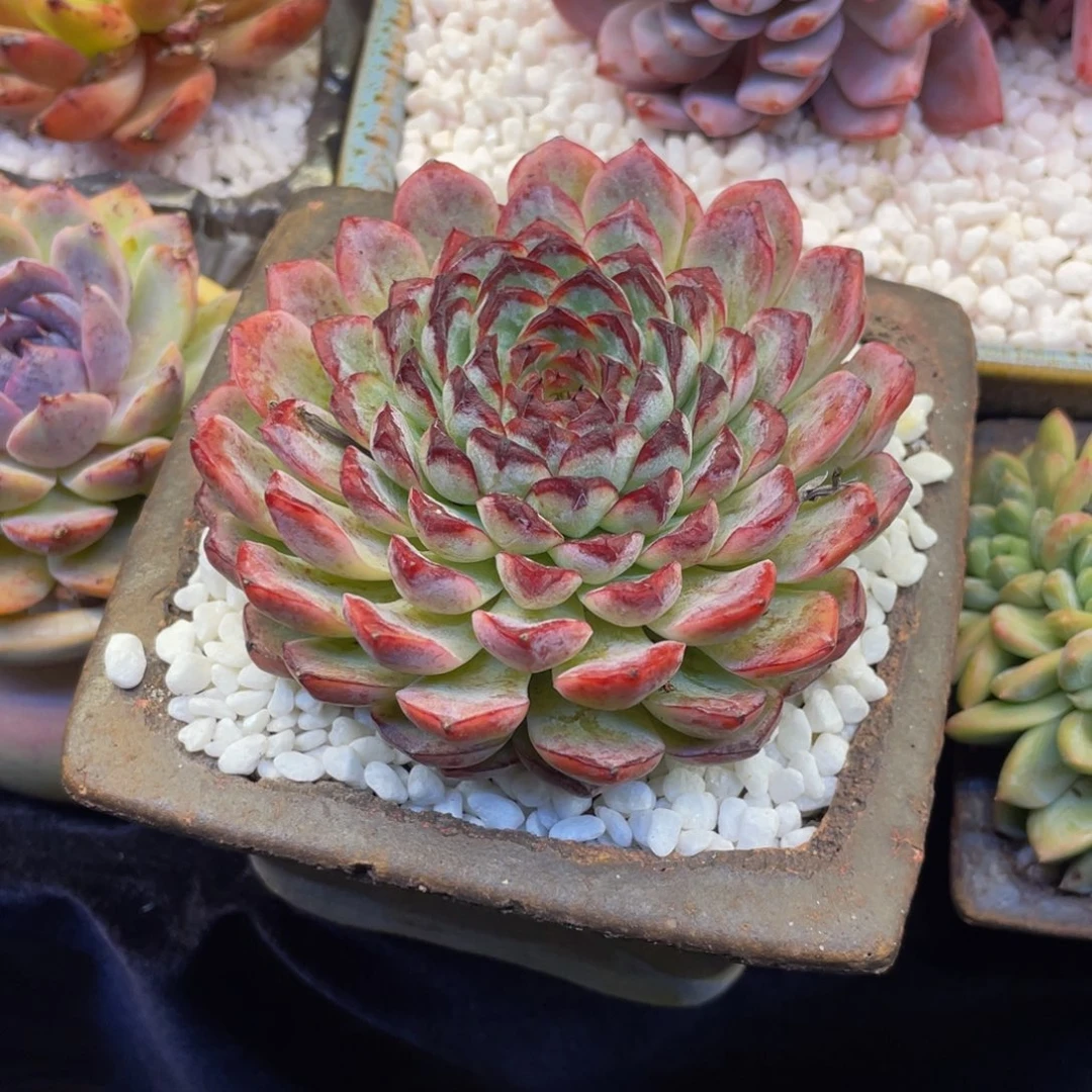 多肉植物盆栽多肉