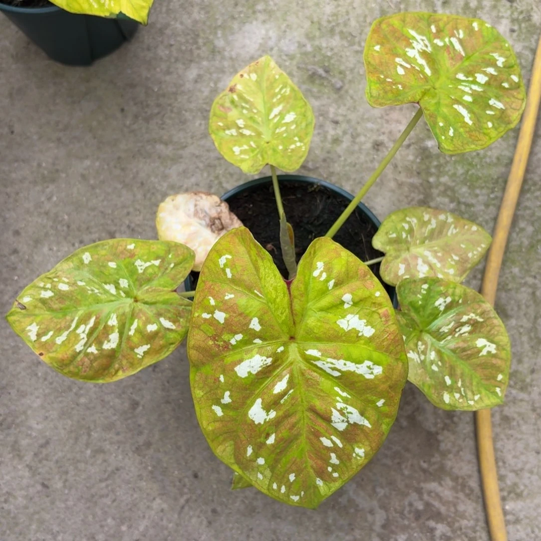 彩虹糖泰国彩叶芋87-1223