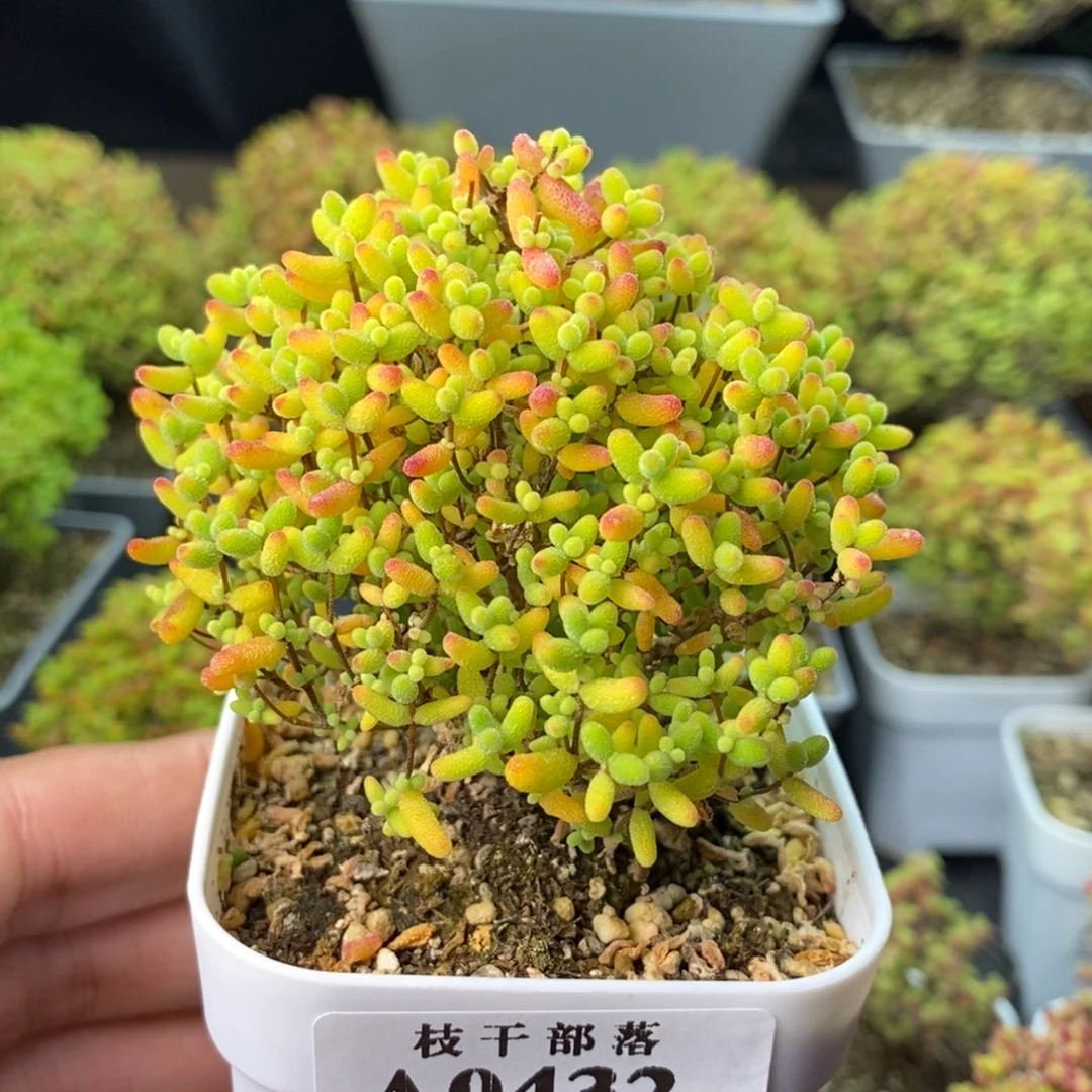 蜜橘糖球0432。