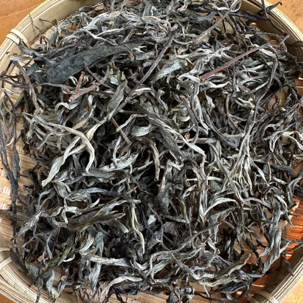 小五茶叶2025易武曼秀头春头采云南普洱生茶100g