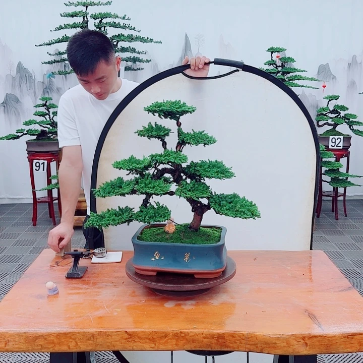 无花朵松柏盆景，一物一拍