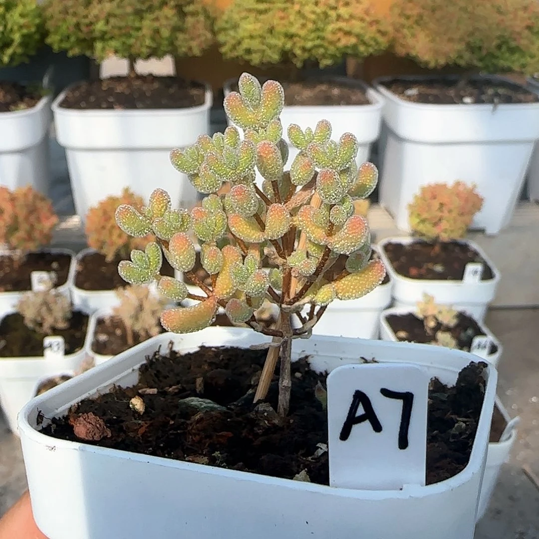 福利价实生粉冰晶