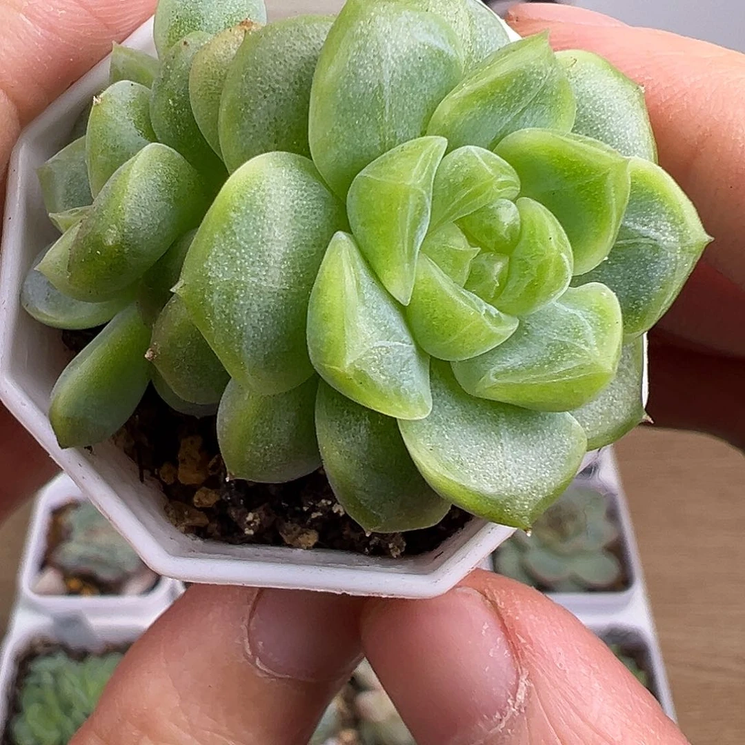 风花雪月 双头。