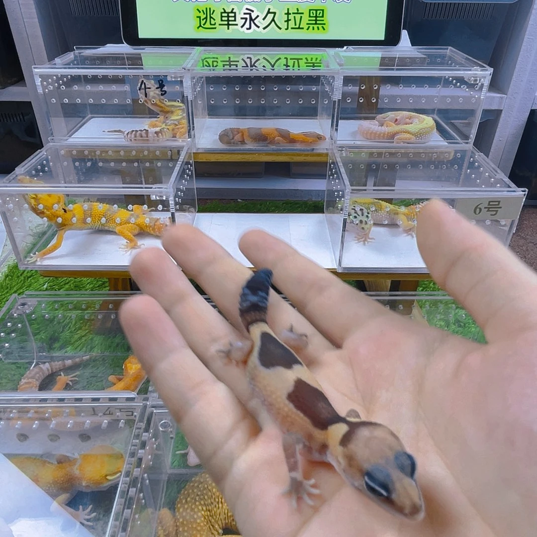 豹纹守宫守宫可爱温顺乖巧好看