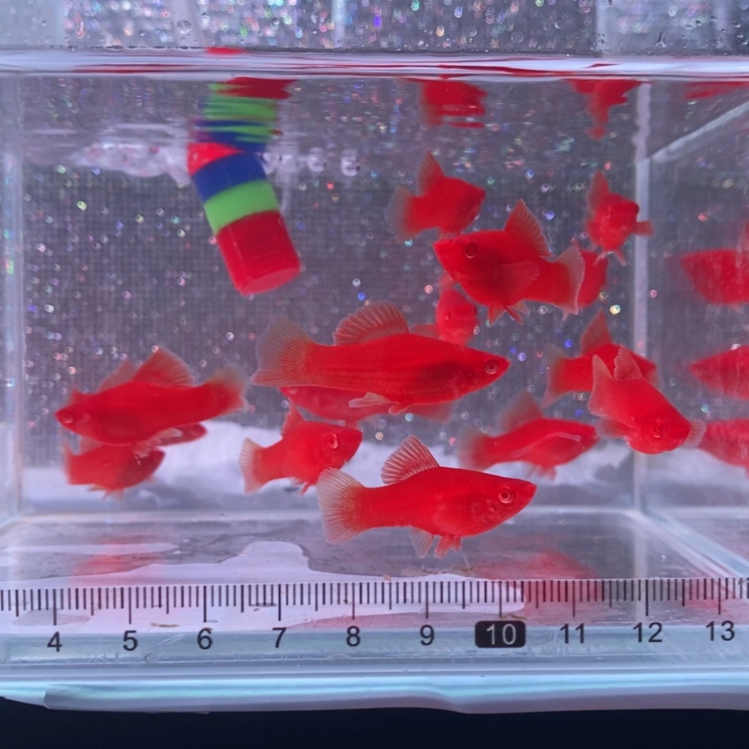 红剑鱼高鳍红剑鱼苗10条
