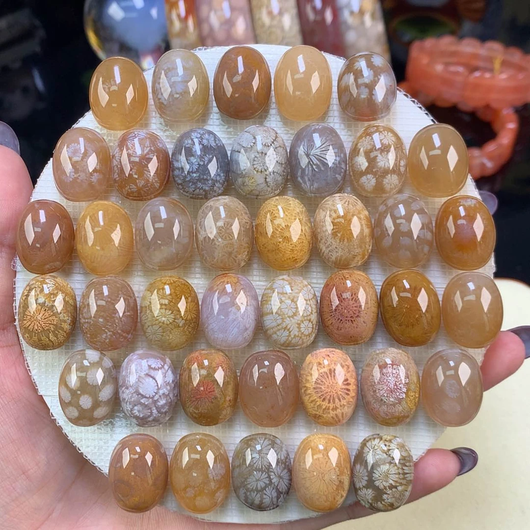 【闪购商品】颈饰未镶嵌硅化珊瑚（珊瑚玉）哇 精美龟背50一个（58号）