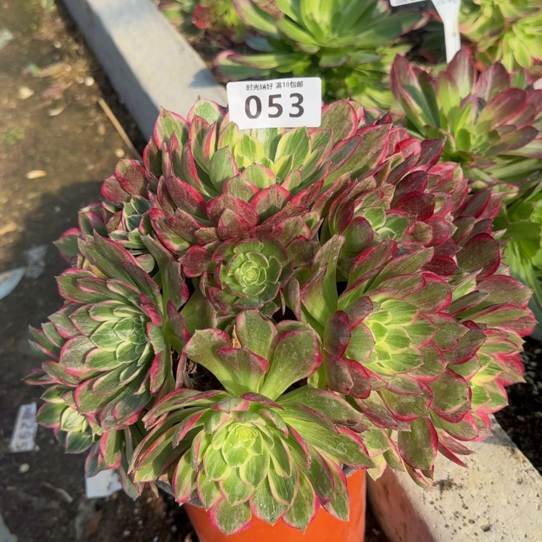 053水蜜桃。多肉植物