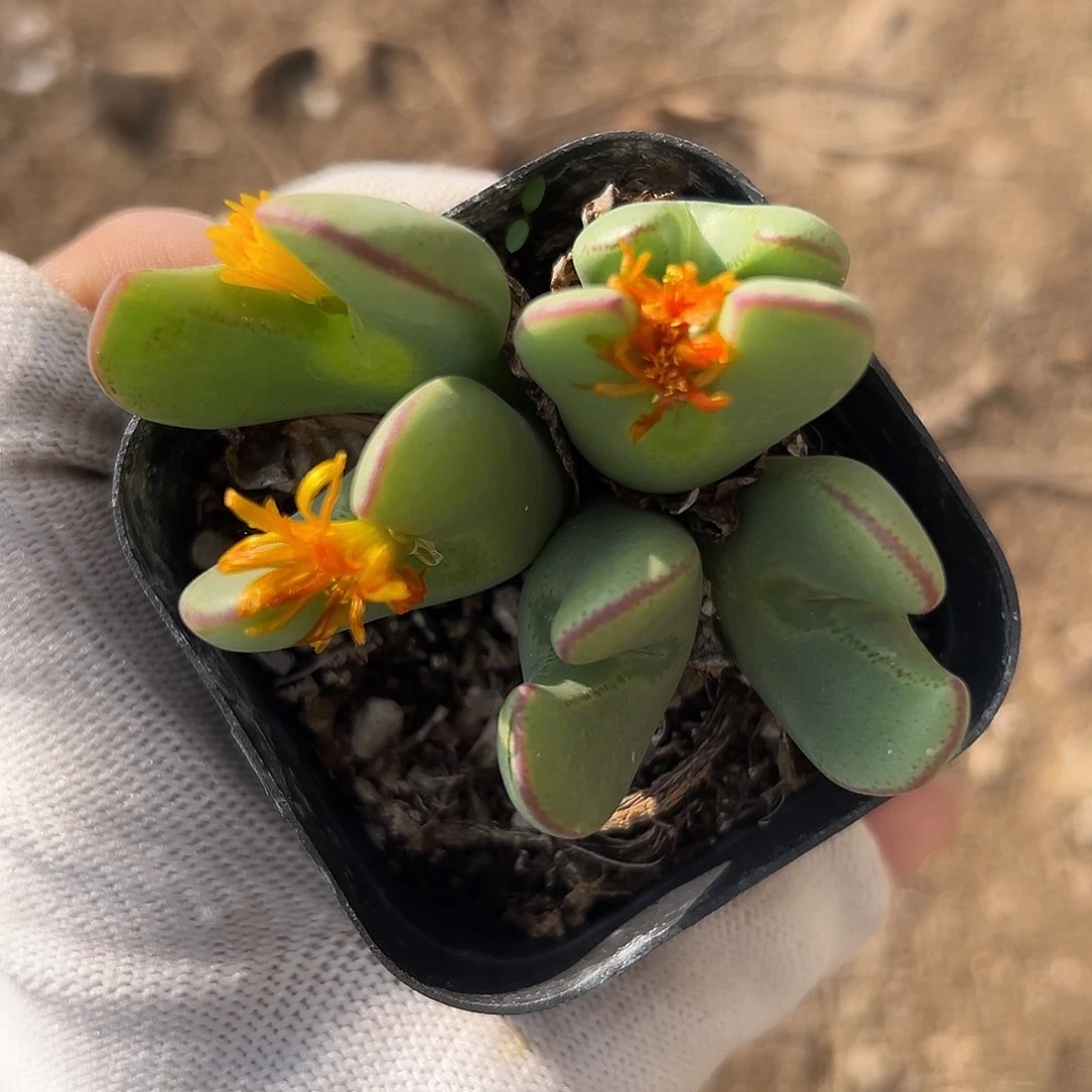 杜呃呃呃呃呃呃呃哦哦哦呃