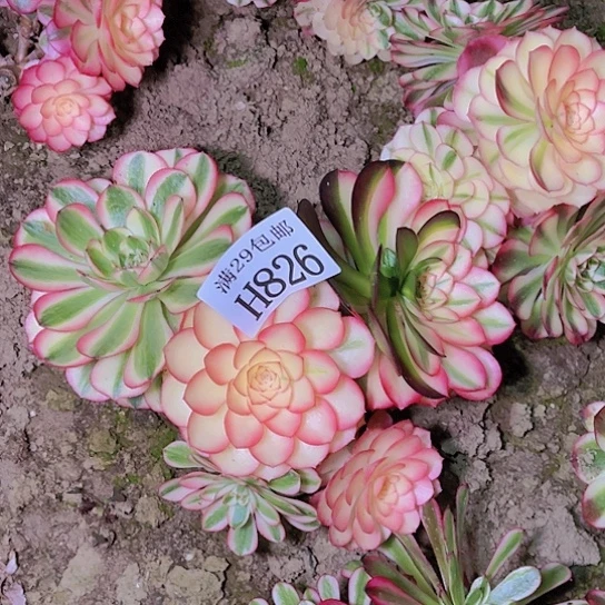 826倾城多肉植物