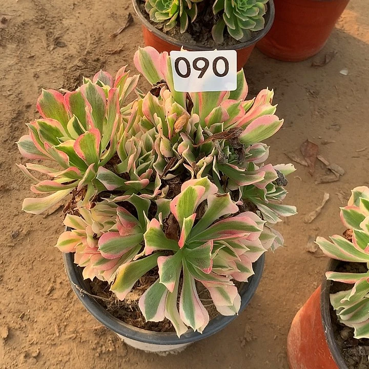 无花朵090白凤南