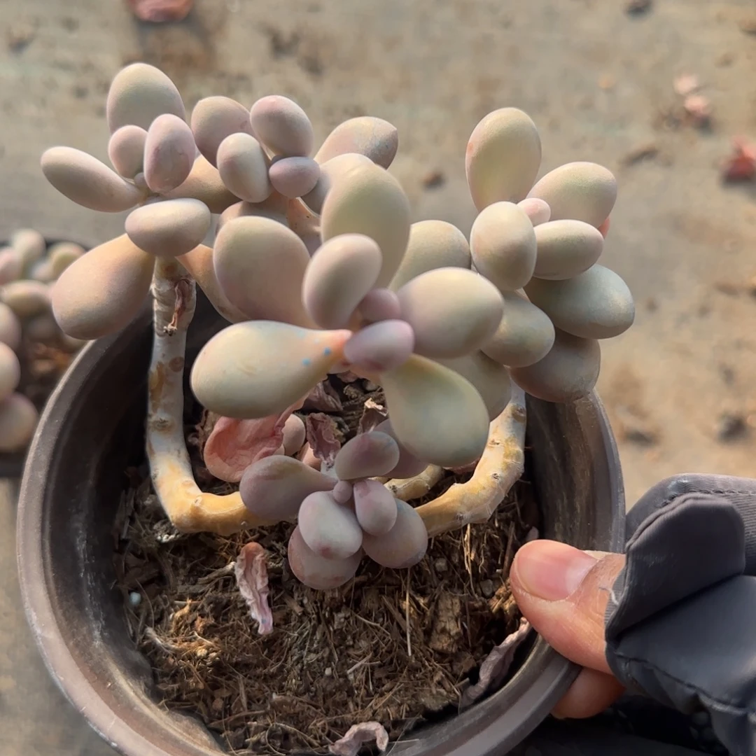 无花朵120桃蛋特价