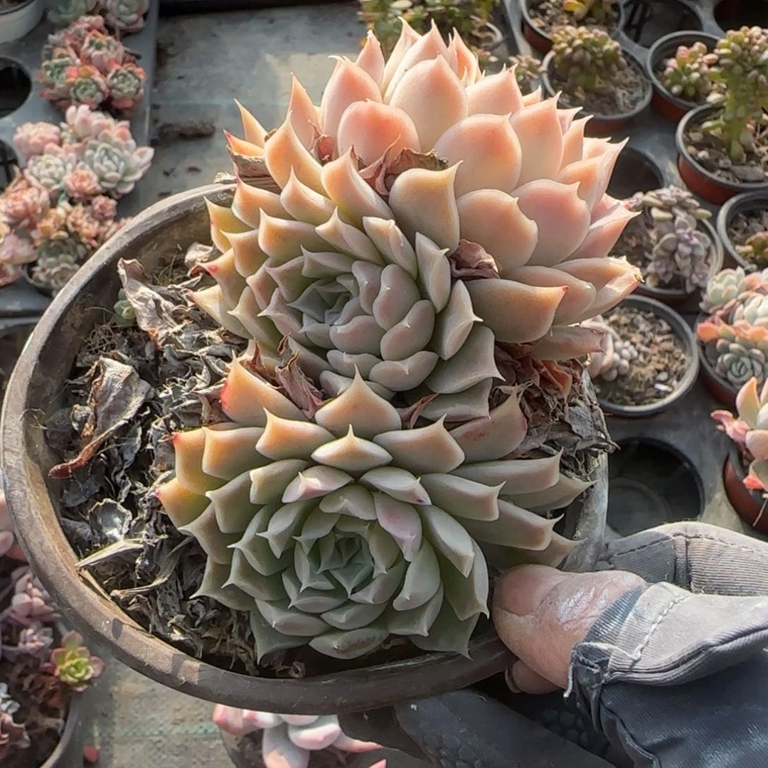 无花朵琳娜小三头