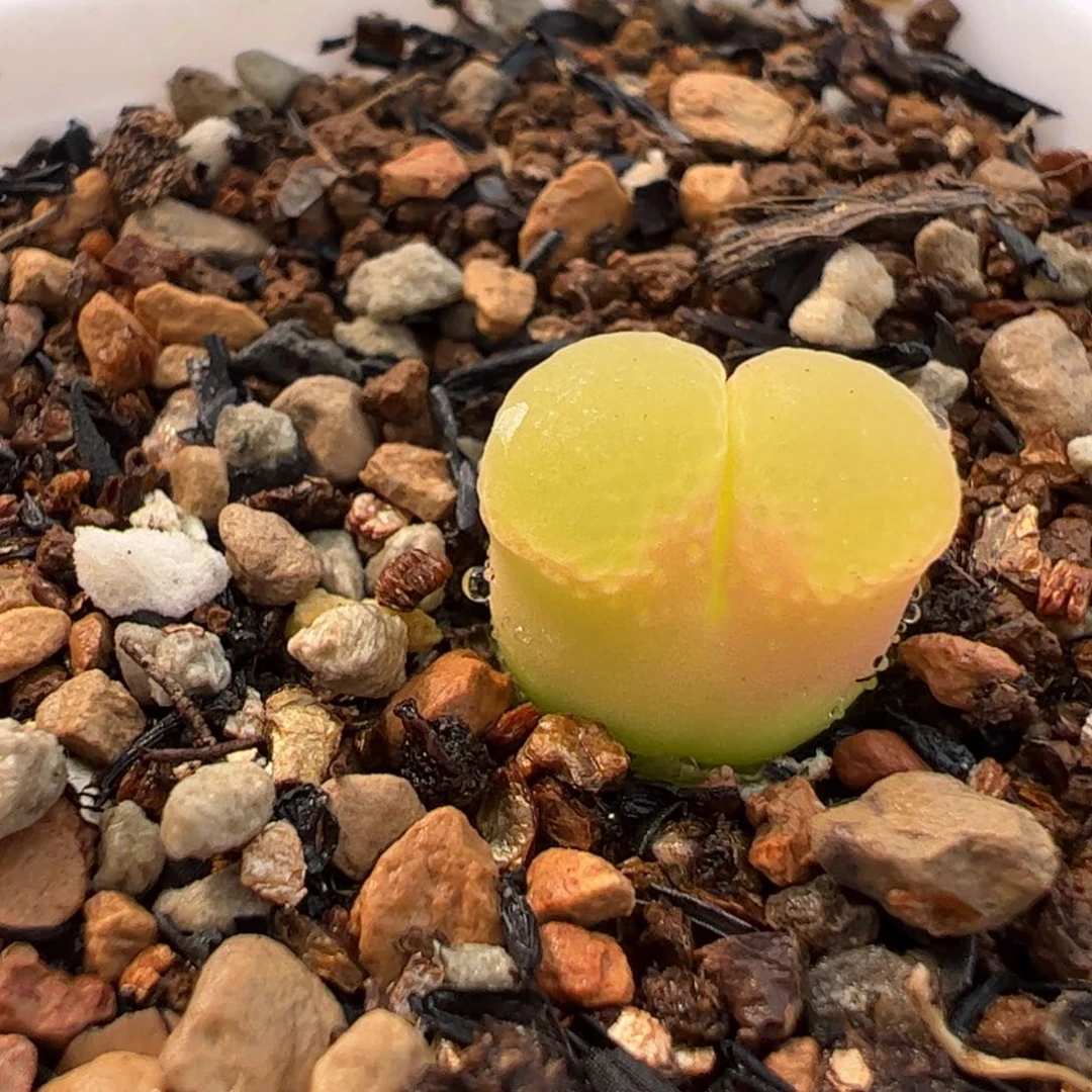 嘻*025多肉植物百科