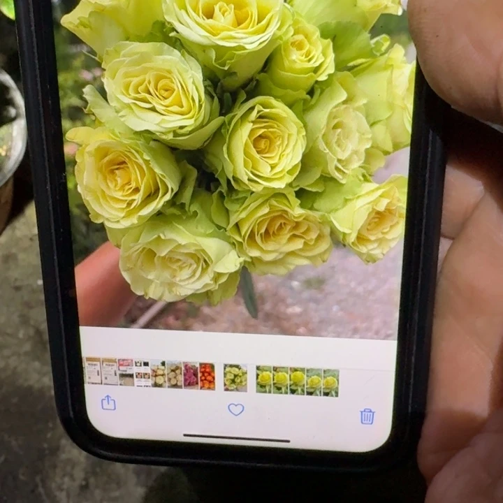 无花朵绿色一代小苗