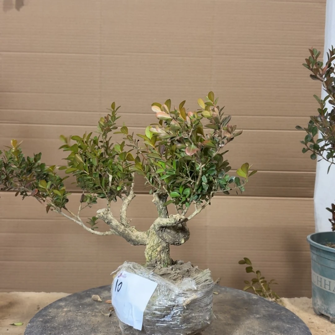 完全开放瓜子黄杨10