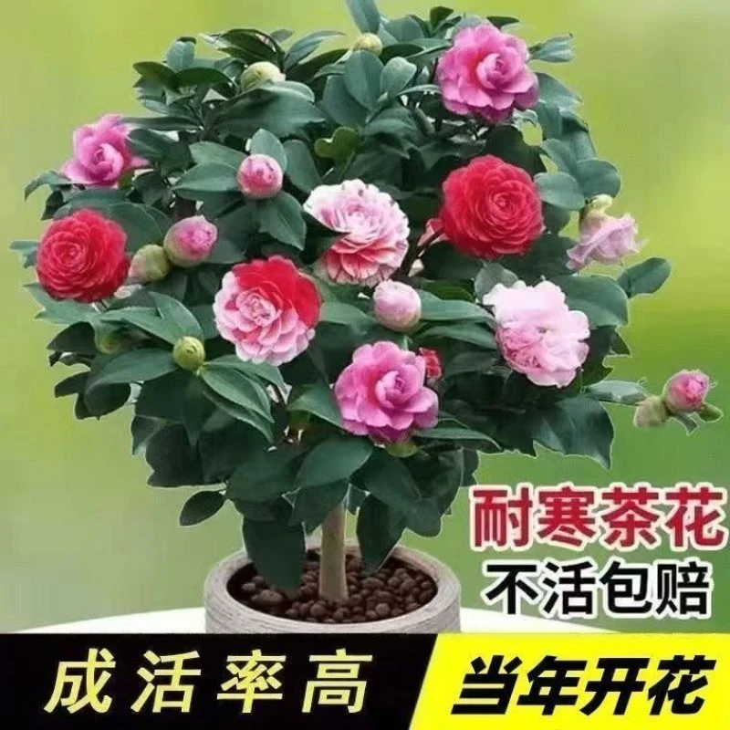 茶花四季树苗盆栽花苞山茶花耐寒室内植物浓香型花卉庭院五色赤丹