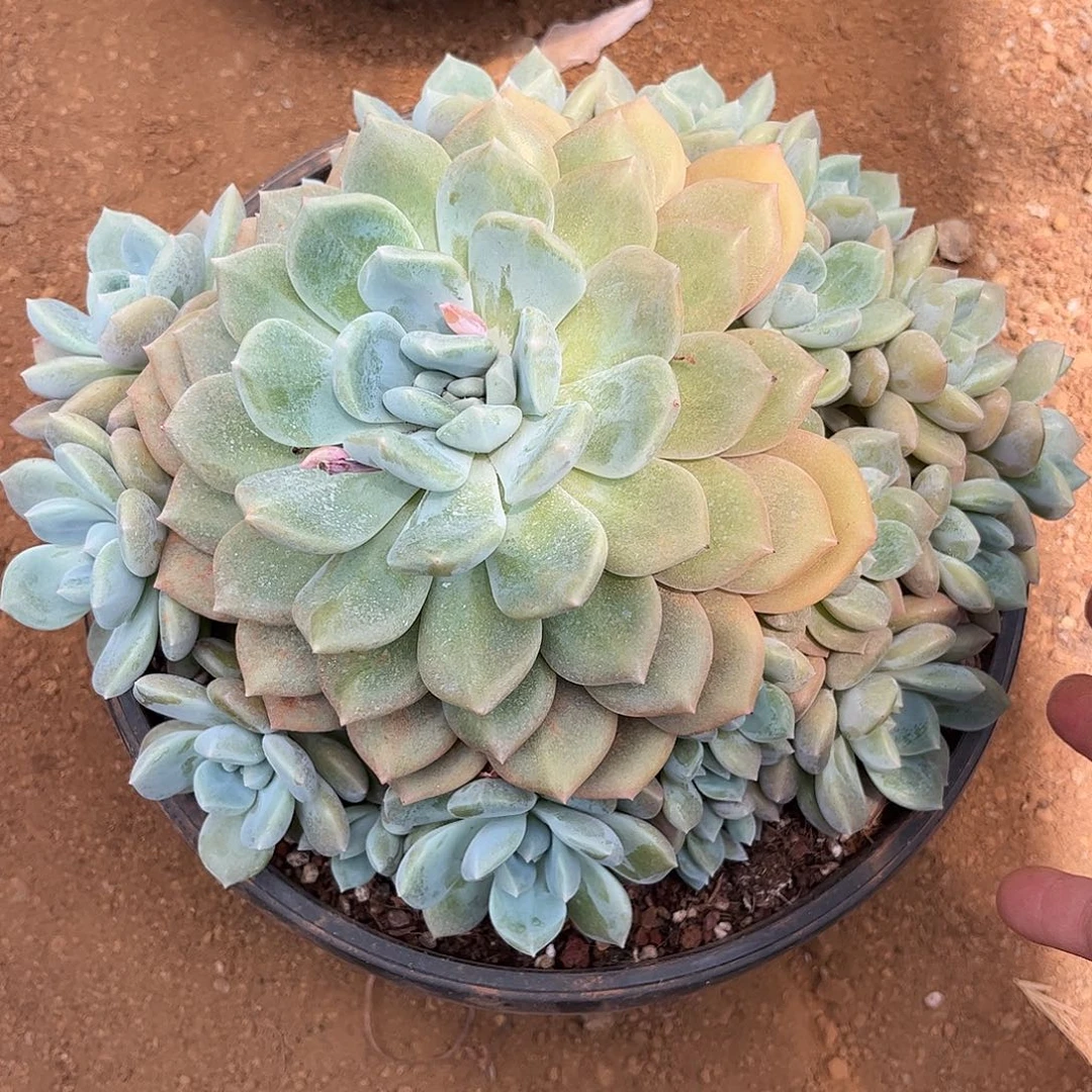 冰橙子多肉植物链接