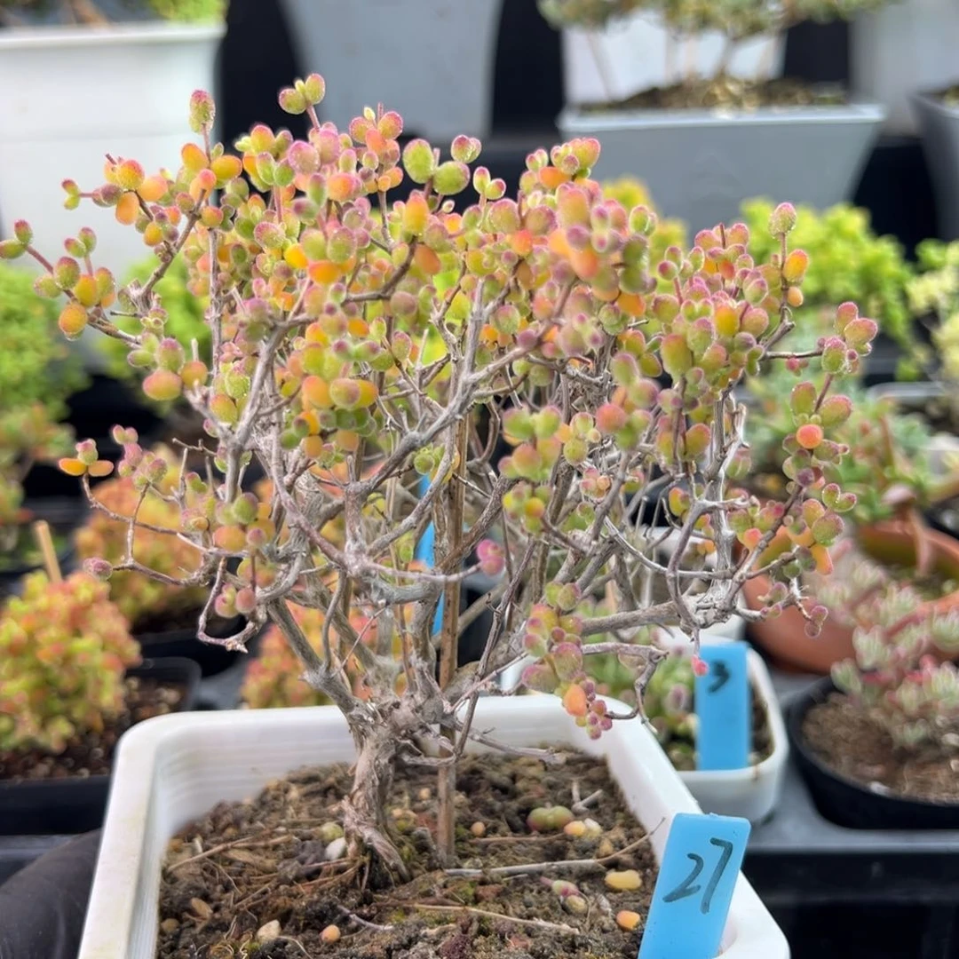 糖球白虎斑锦27号