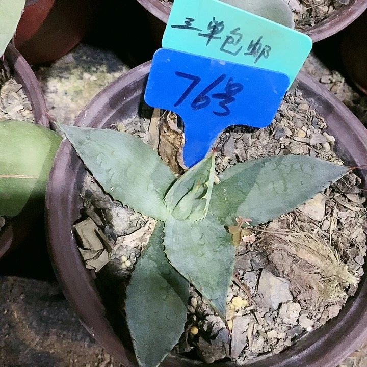 【闪购商品】无花朵龙舌兰虚空系列的韦非尔德