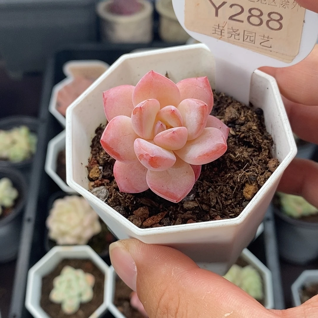 0288 草莓泡芙 4cm