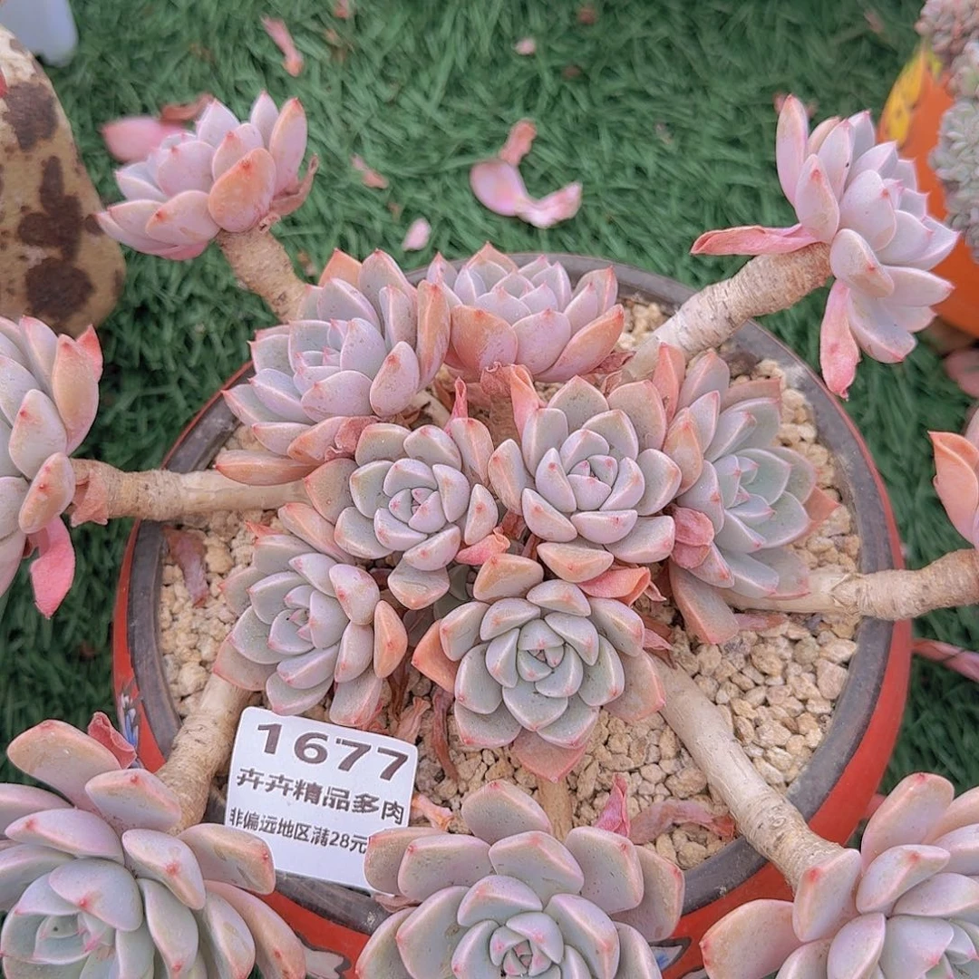 1677一物一拍（满28包邮）