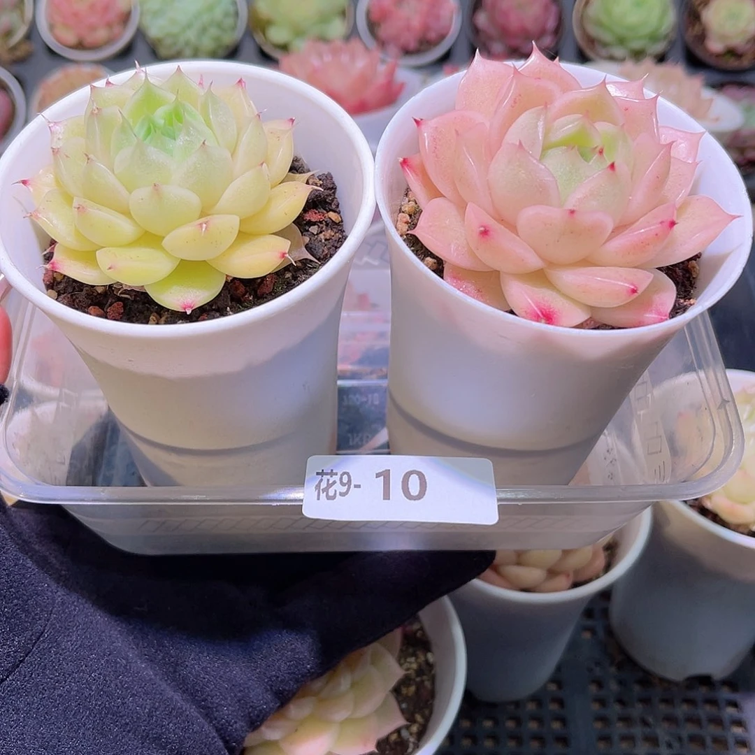 花利美9-10麦秆2颗