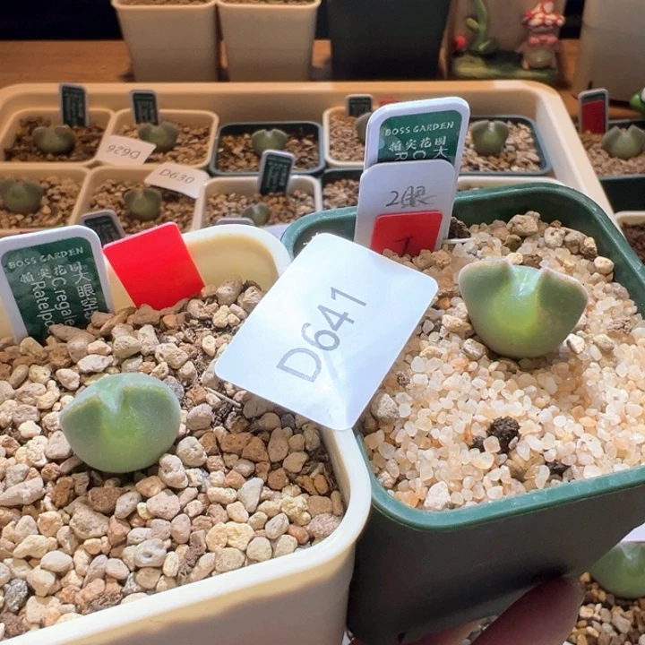 641。吧啦专拍。      狂欢双十一8.5折后价