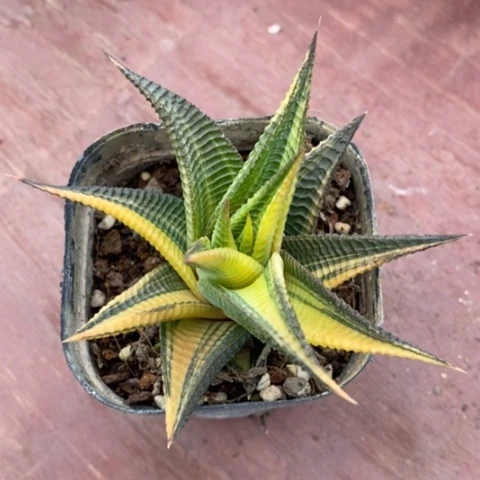 琉璃殿锦9仙人球